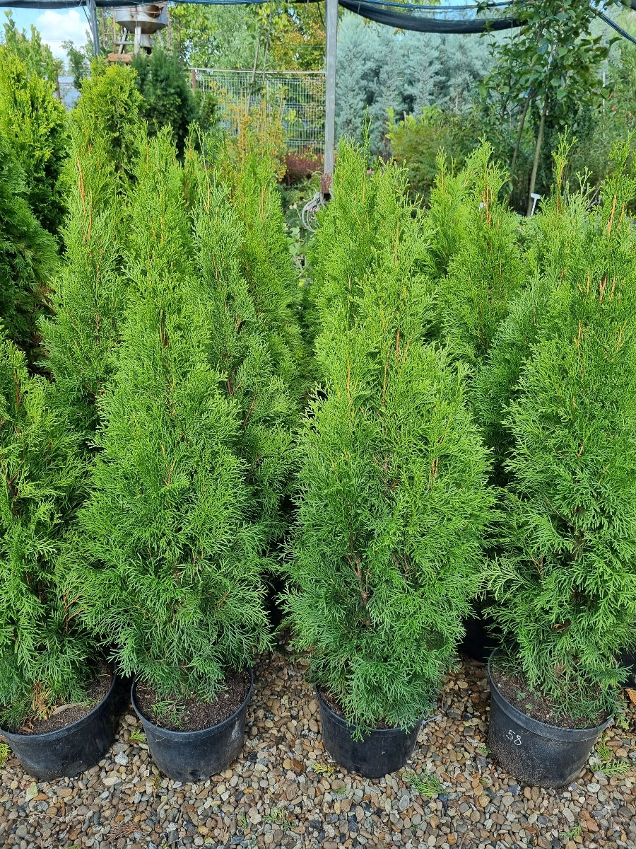 Plante decorative foto 4