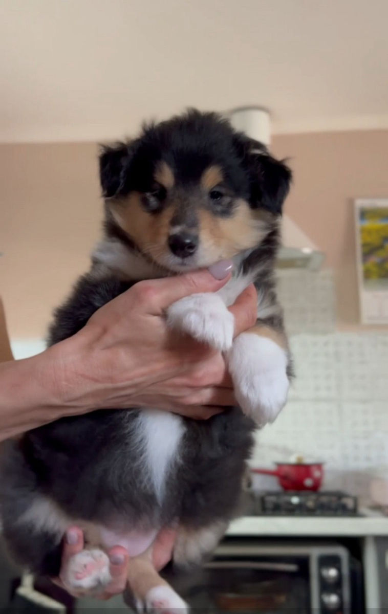 Pui collie rough (ciobanesc scotian) foto 0