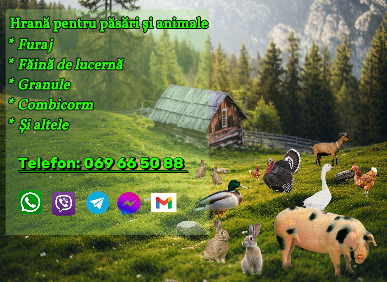 vitei,capre,oi.Cu premix si fără. foto 4