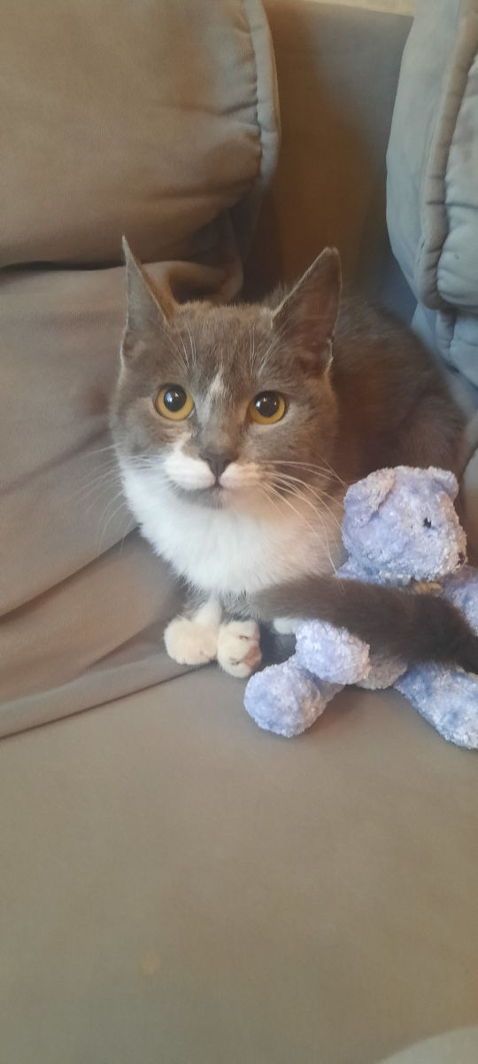 Pisicuța spre adoptie/ Кошечка к присиройству foto 0