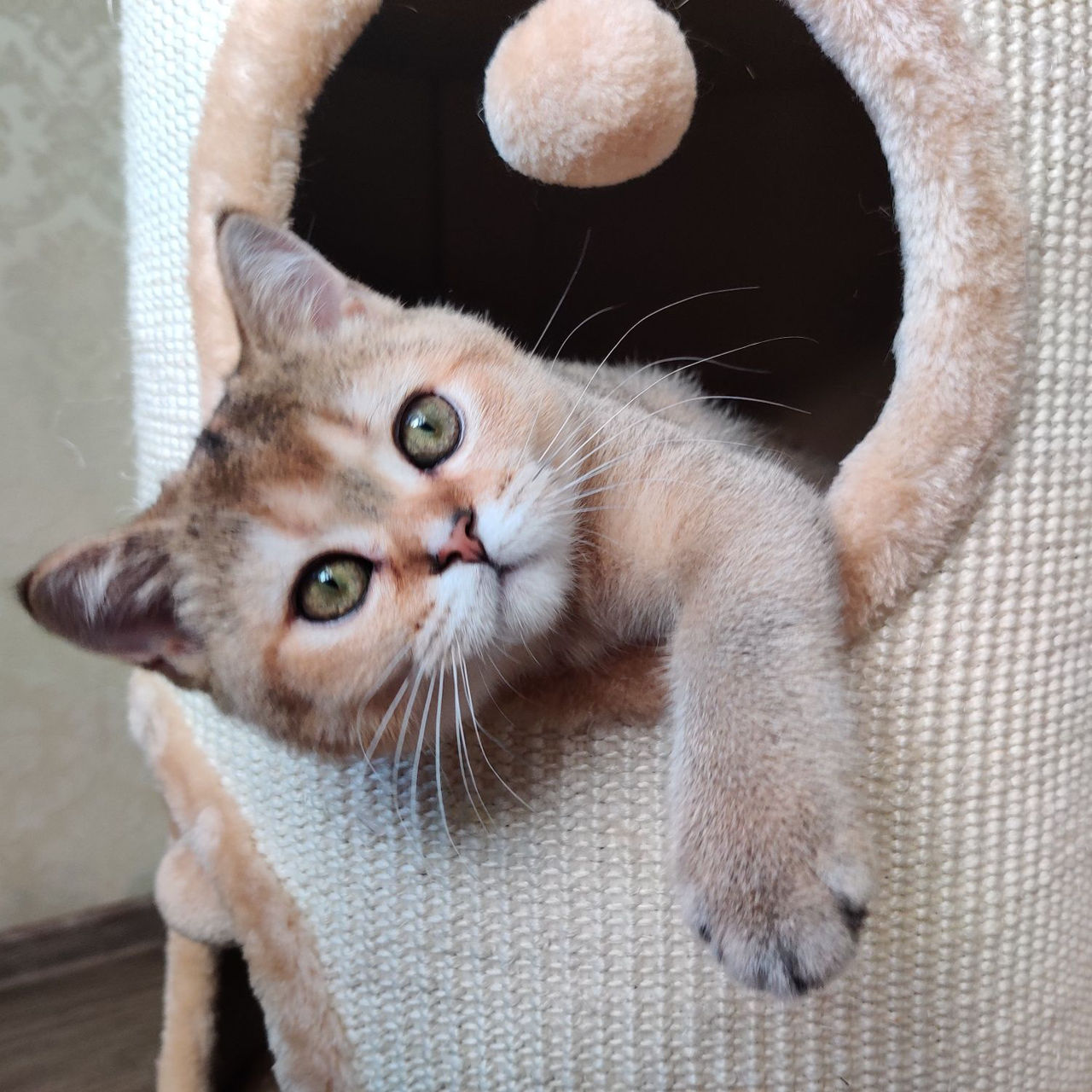 Золотая шиншилла мальчик