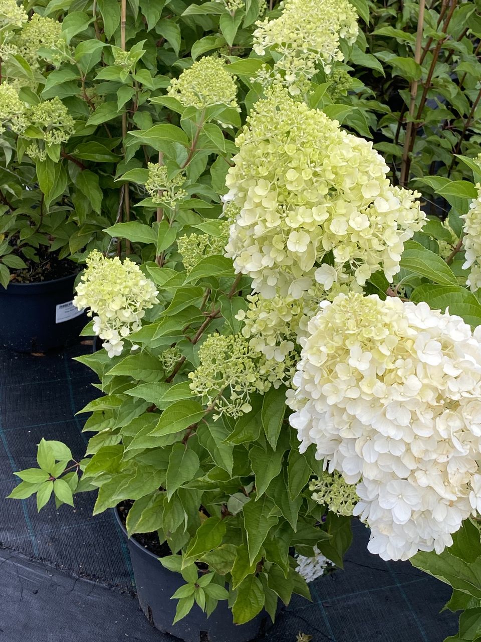 Hortensia / hydrangea foto 6