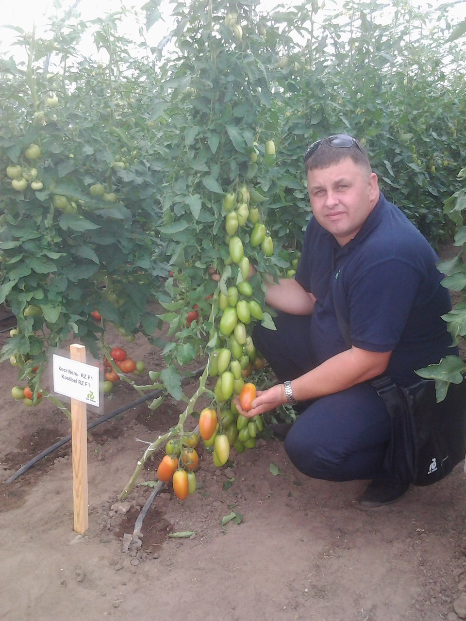 Seminte profesionale  din Olanda foto 6