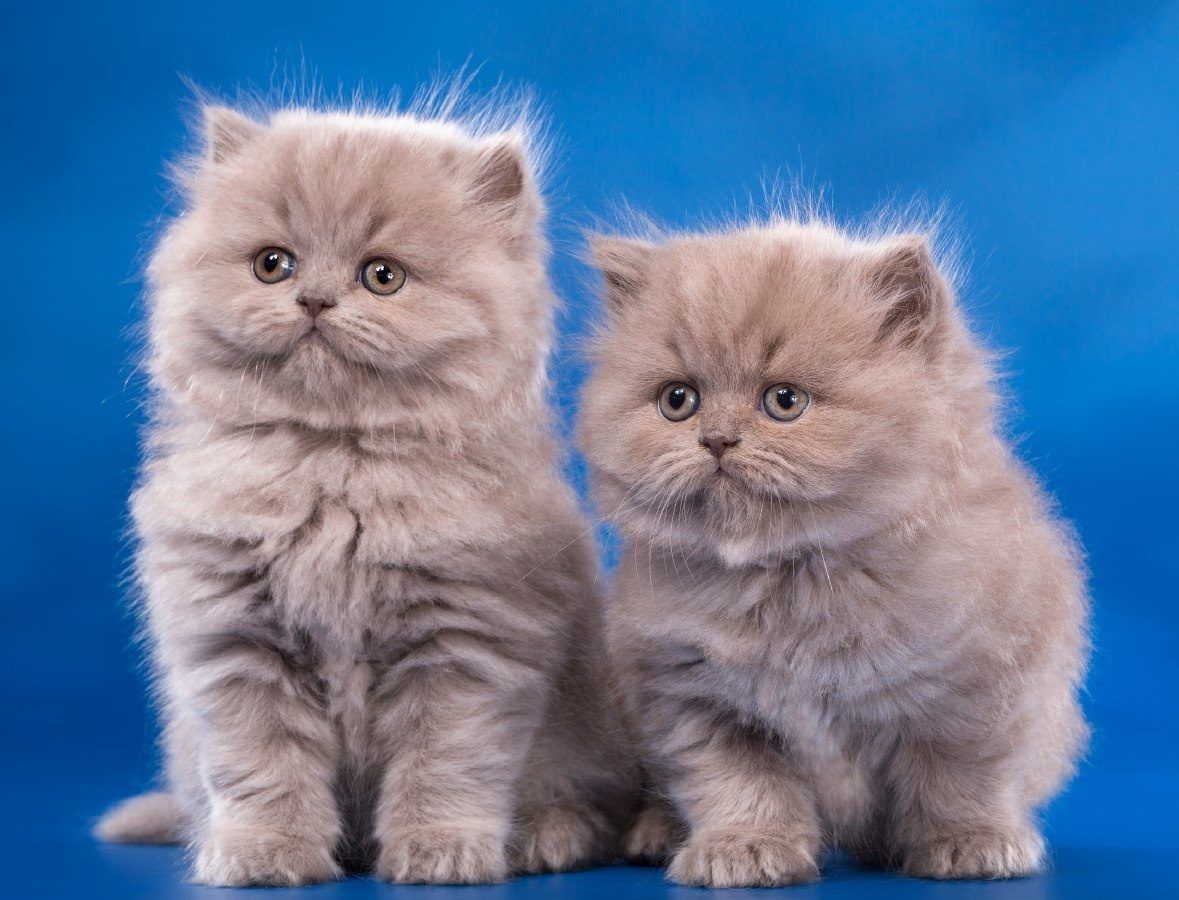 Британская Кошка Котенок Фото