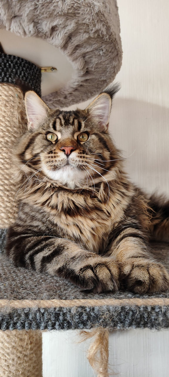 Котята породы Maine Coon! На сообщения не отвечаю! foto 6