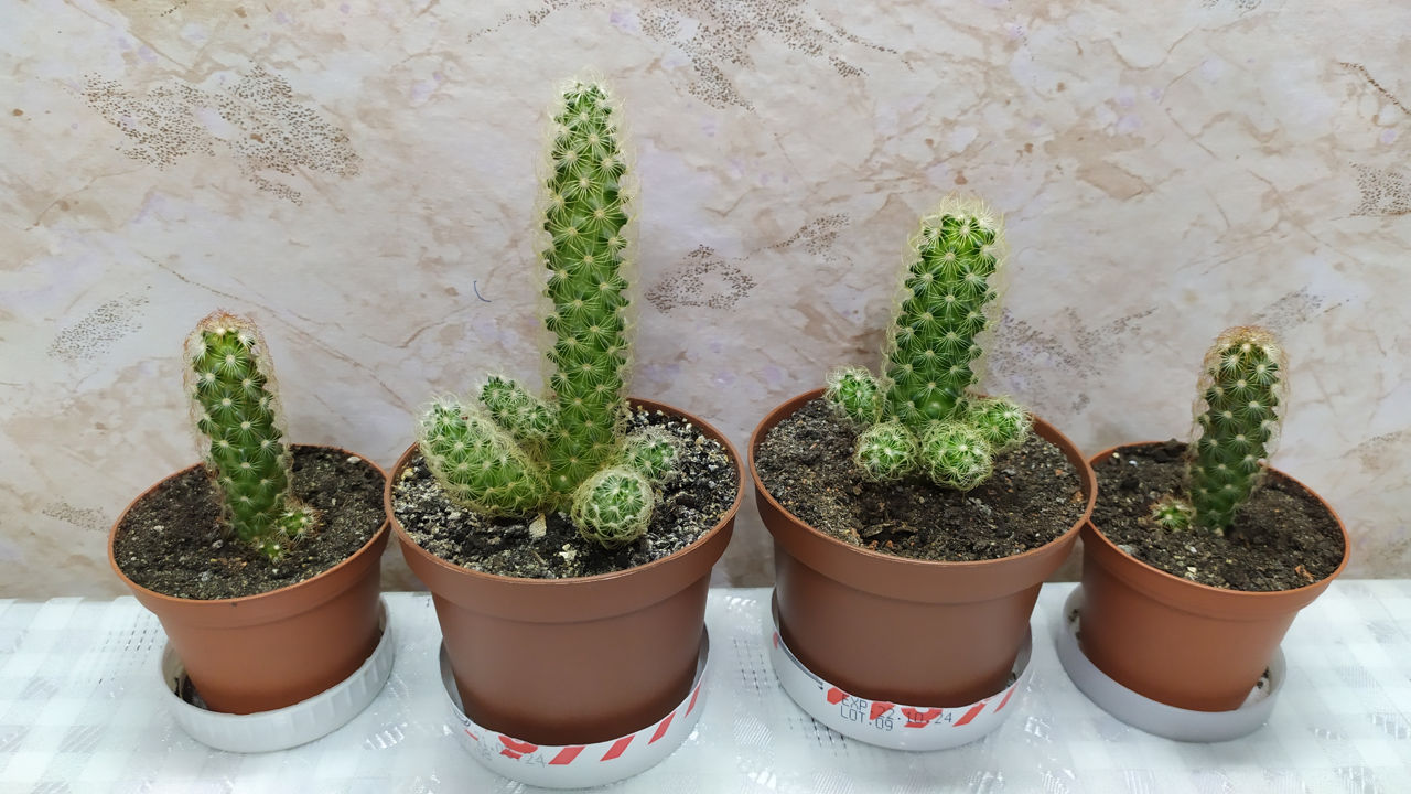 Cactus.Livrare. / Кактус. Доставка. foto 8