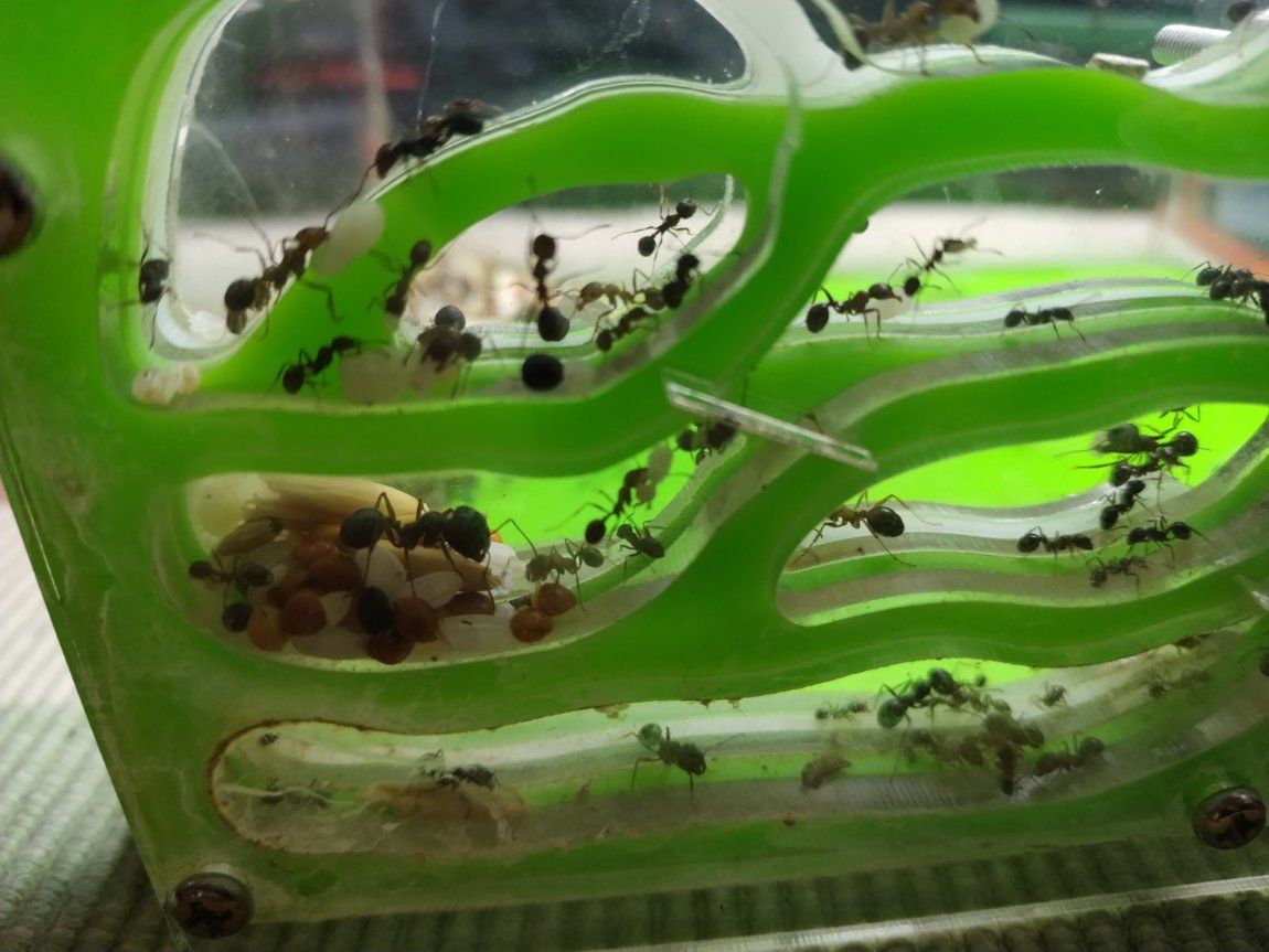 Муравьиная ферма с муравьями фото как выглядит