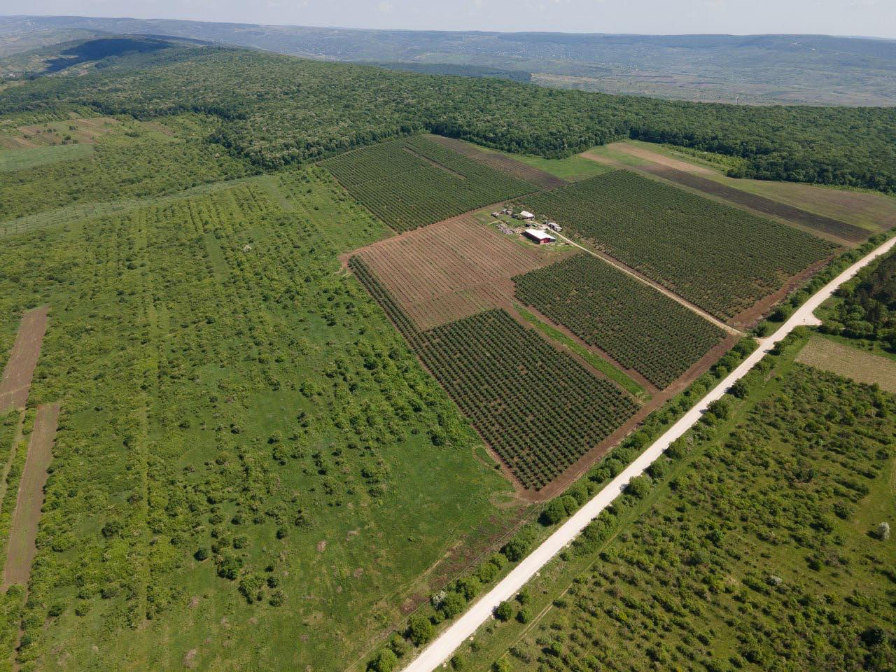 Vînd 24 h.livadă de prun + uscătorie de fructe. фото 0
