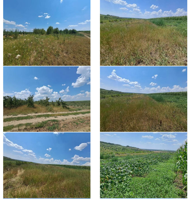 Vinzare Teren Agricol foto 0