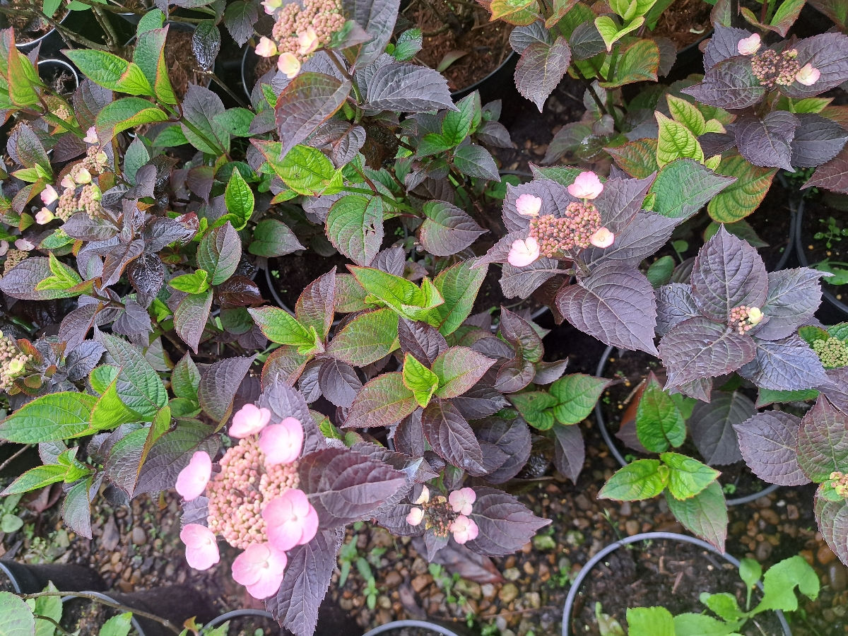 Hortensia foto 5