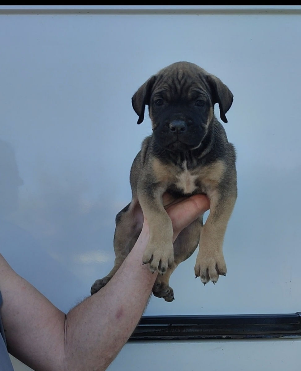 Cane corso  foto 2