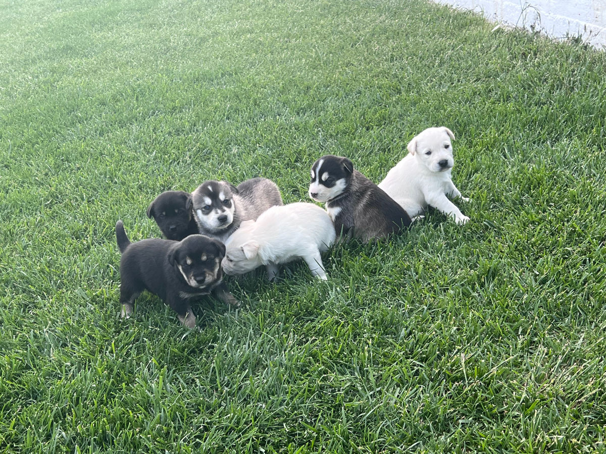 Vînd Metis Labrador & Husky foto 8