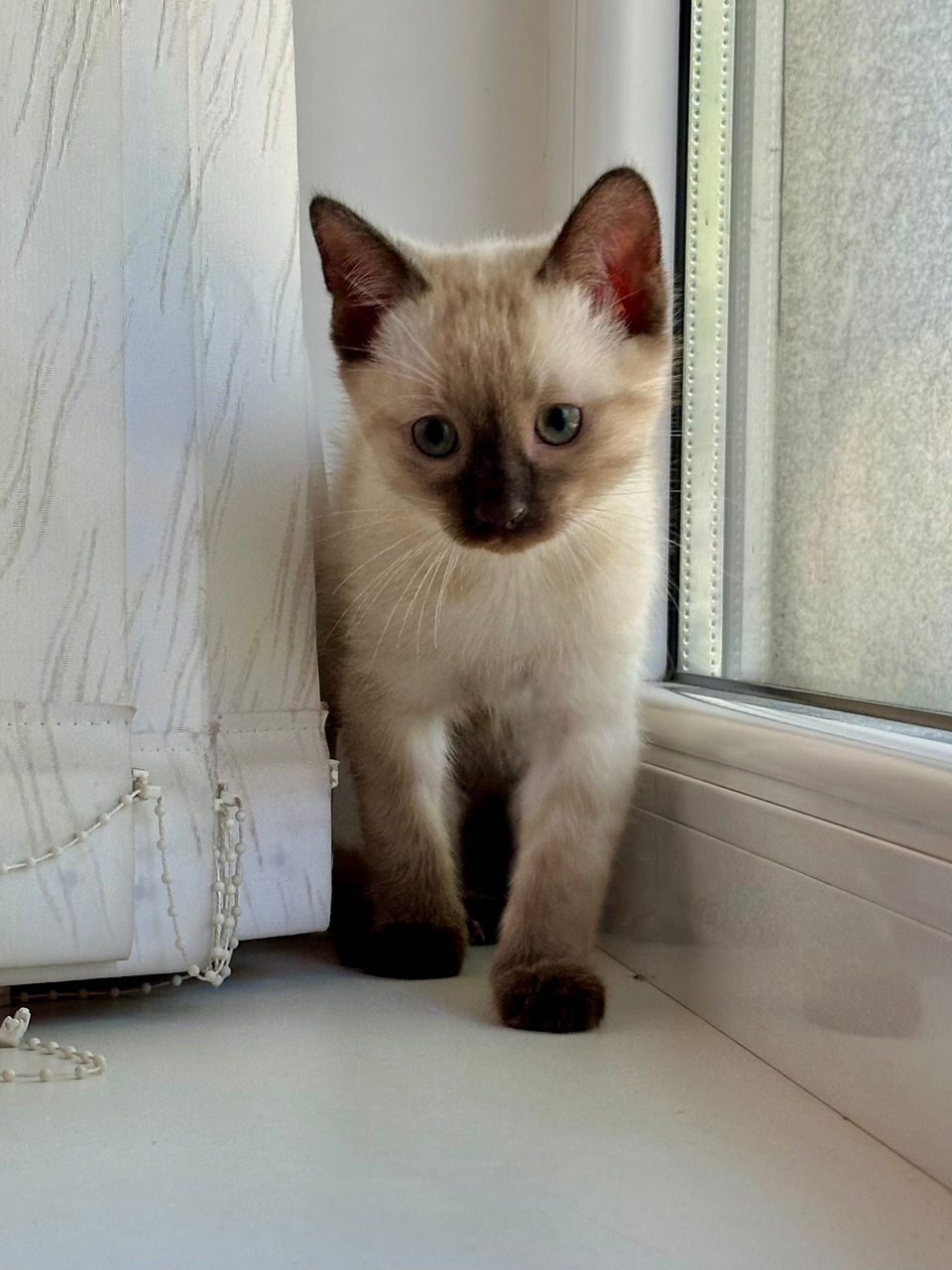 Pisici Siameze  foto 4