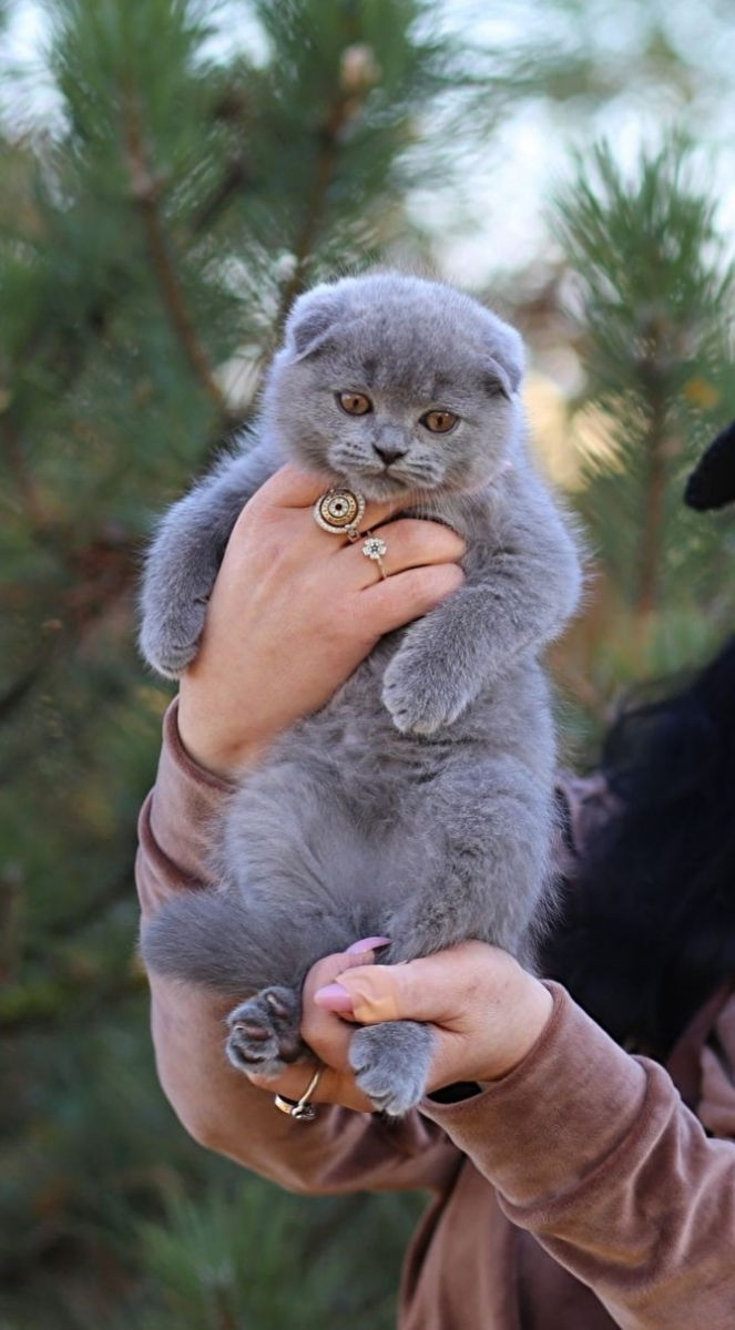 Montă - imperechere,cu motan scottish fold фото 7