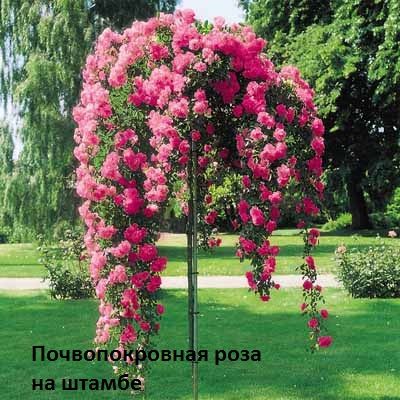 Большой выбор штамбовых роз и декоративных растений фото 2