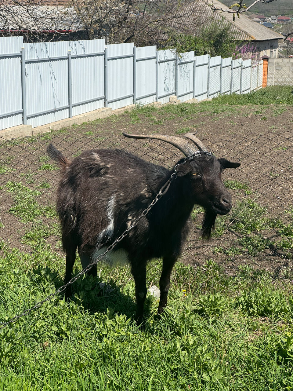 Vând capre  foto 1