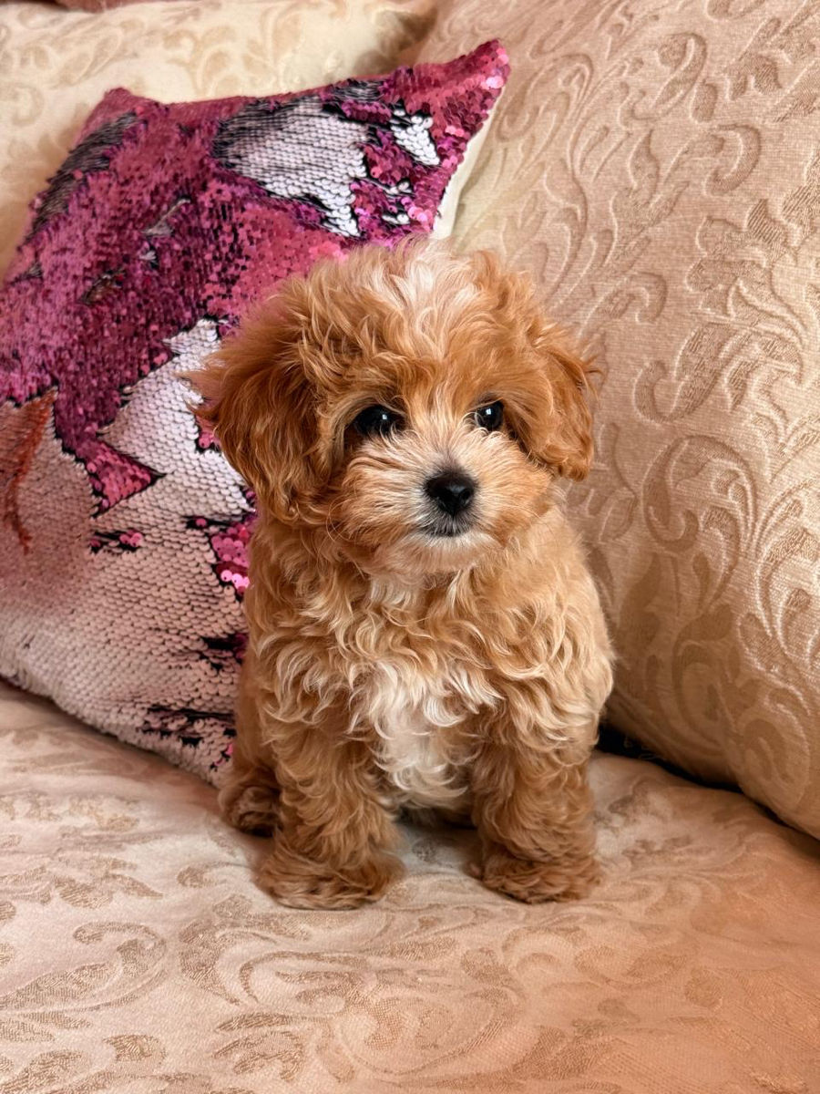 VIP девочка Maltipoo фото 0