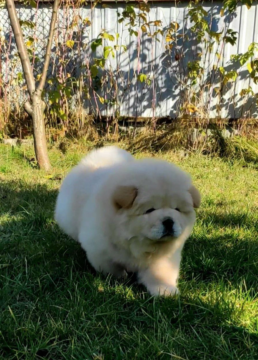 Чау чау (Chow chow) foto 0