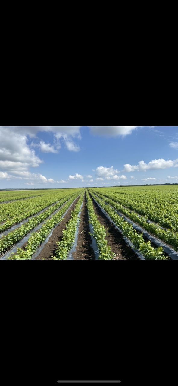 Butasi vita de vie foto 0