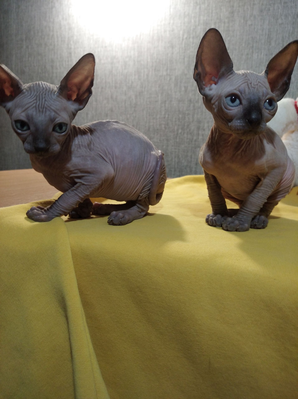 Котята канадского сфинкса!