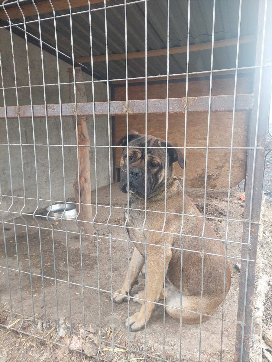 Cane corso  foto 6
