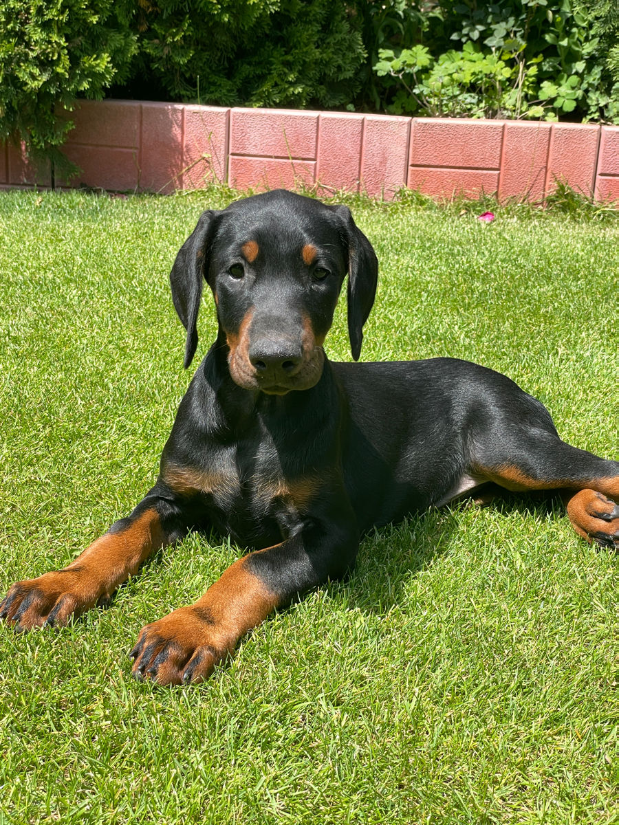 Doberman  foto 2