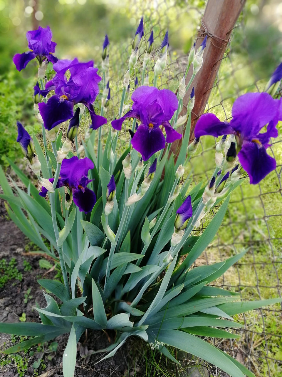 suculente de gradina si alte flori foto 6