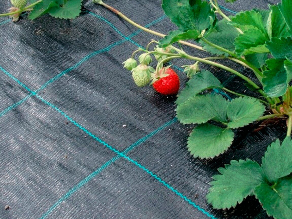 Агроволокно укрывное мульчирующее, спанбонд. Agrotextil, spanbond foto 3