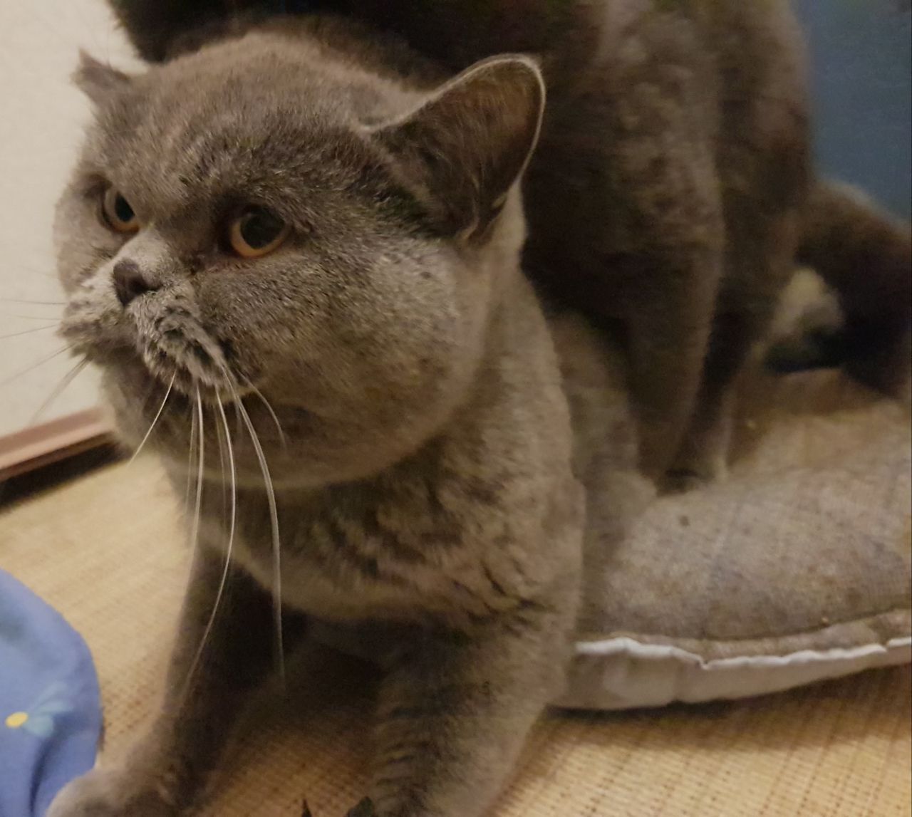 Motan British Shorthair Blue pentru montă foto 9