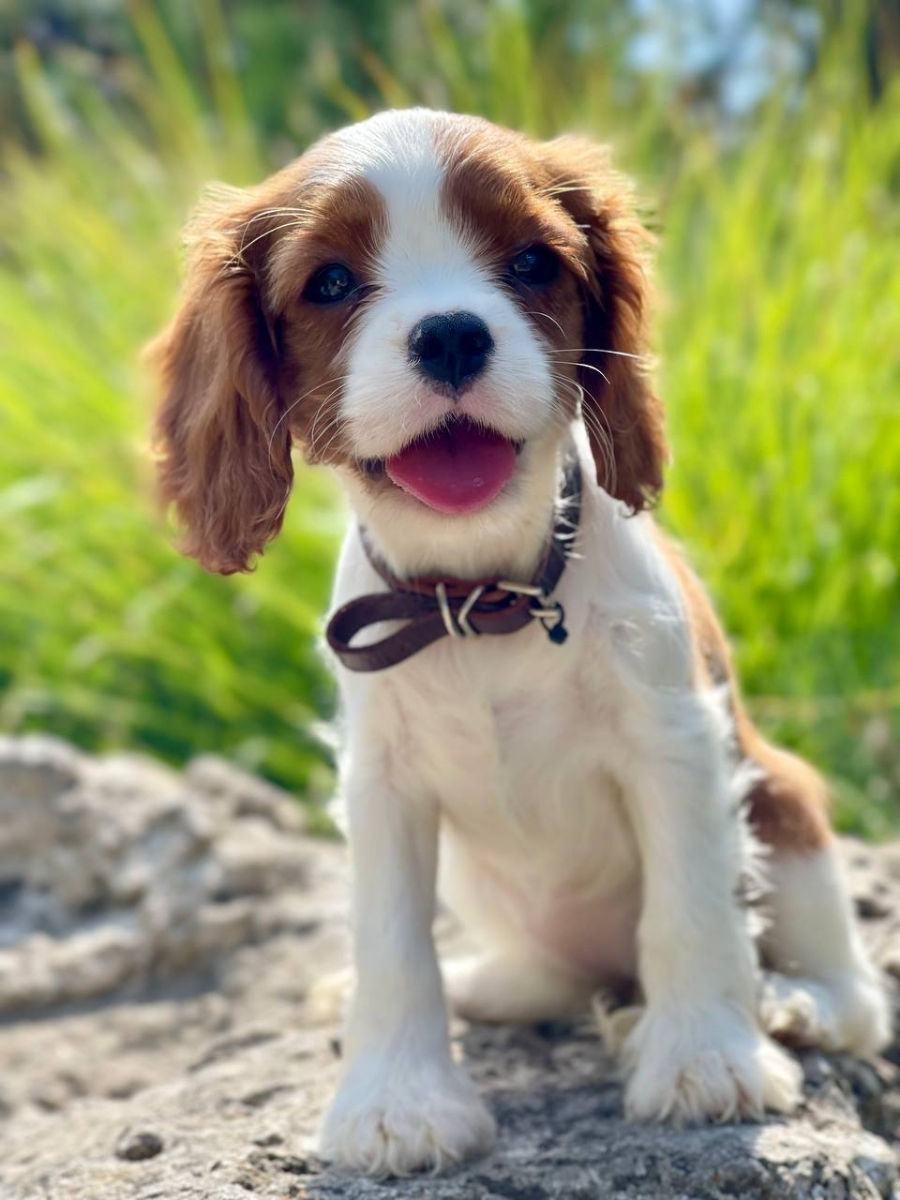 Кавалер чарльз кинг спаниель Cavalier King Charles Spaniel foto 0