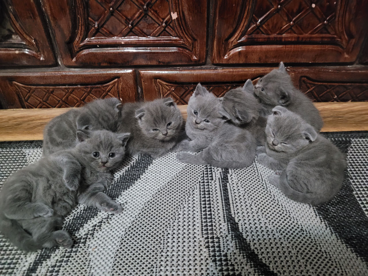 Шотландские котята