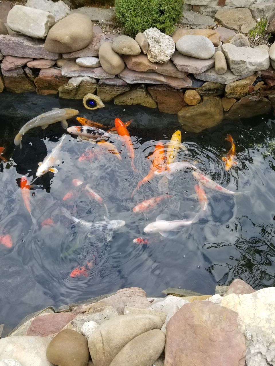 Karp-Koi peşti de vânzare ( avem și micuți ) foto 4