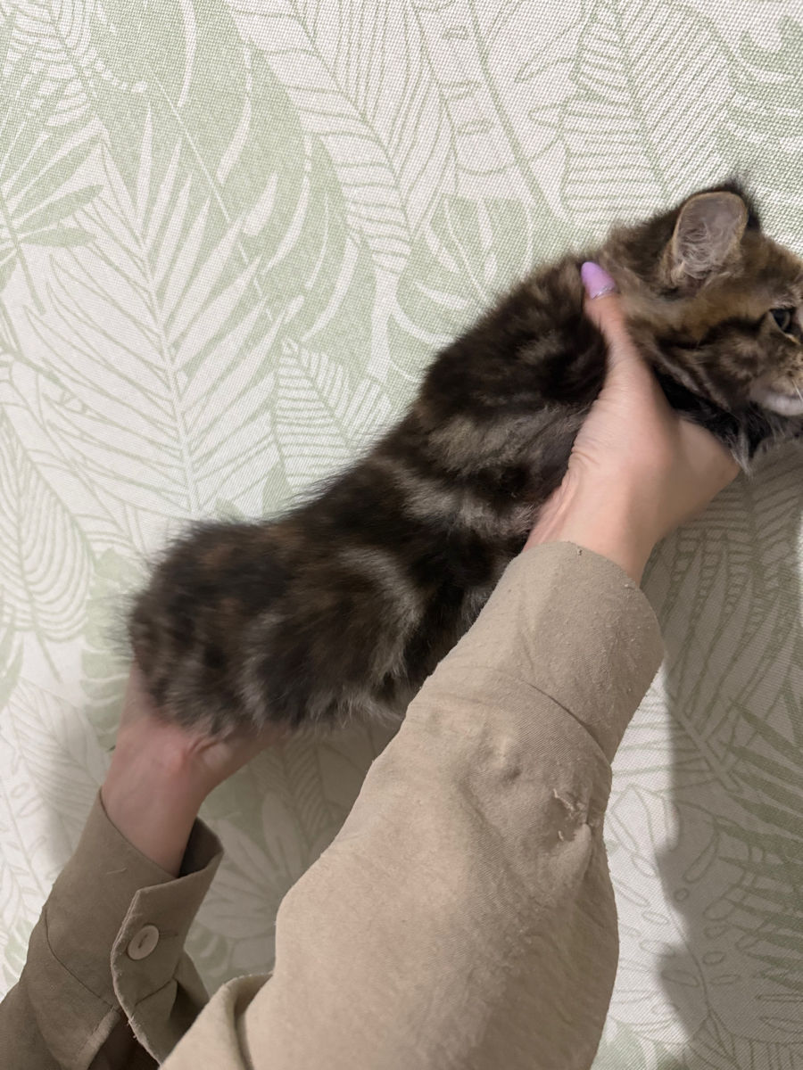 Котята Майн Кун , ищут семью фото 7