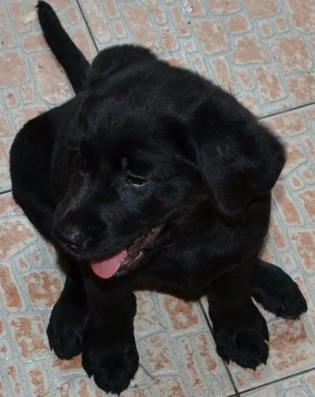 Лабрадор щенок фото черный 5 месяцев