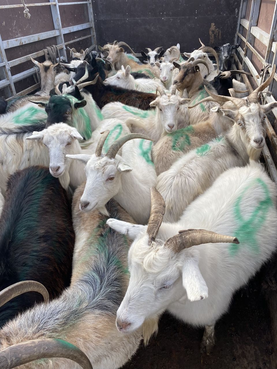 Cumpar oi berbeci cirlani si capre tapi la carne! ofer pret bun ! foto 2