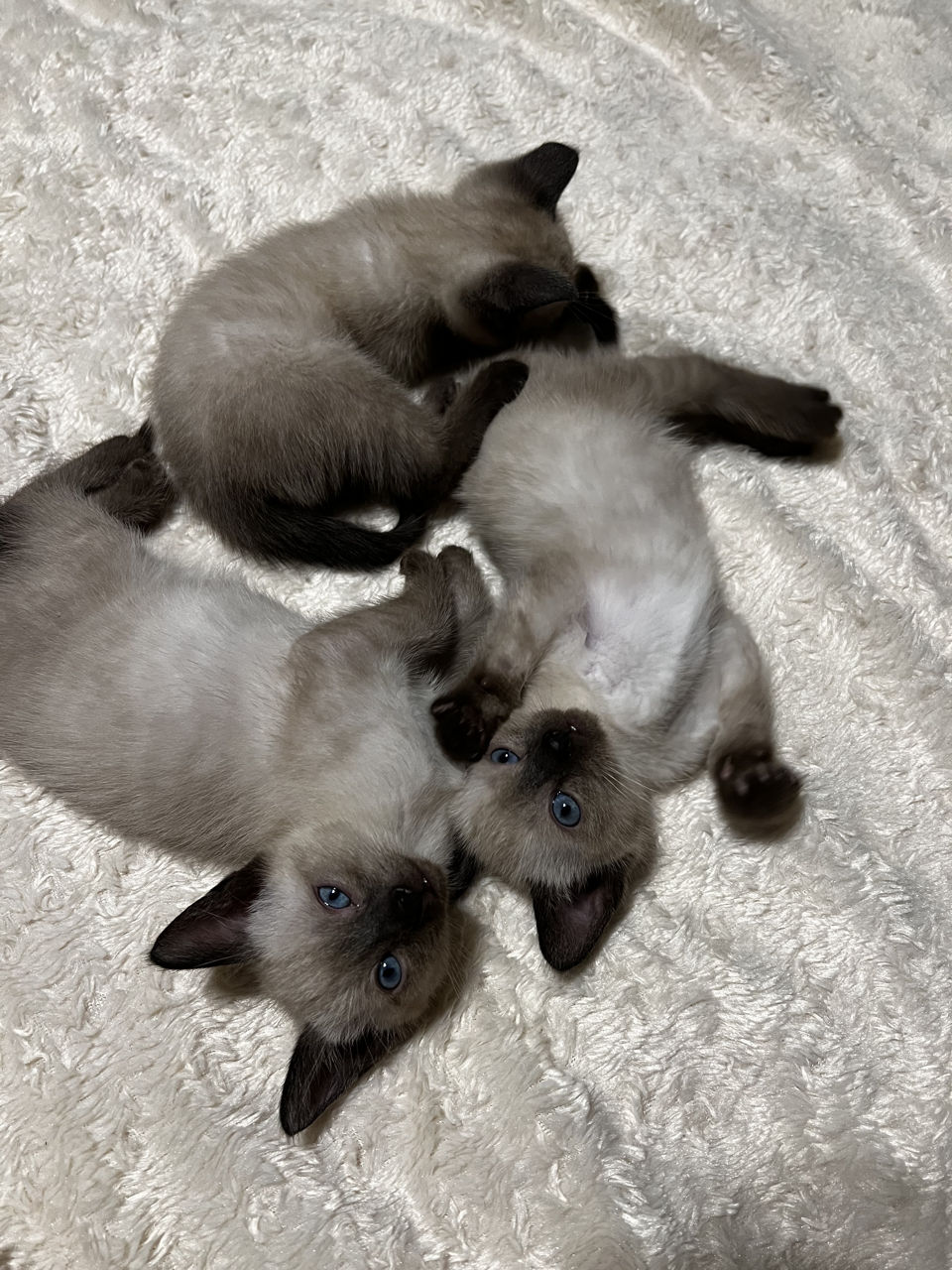 Сиамские котята