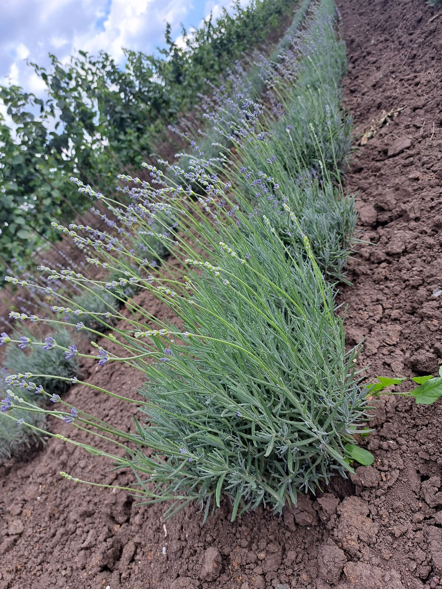 Lavanda foto 1