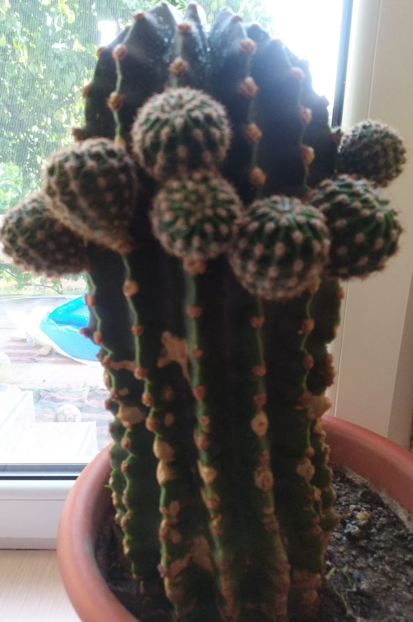 Кактусы (разных размеров).