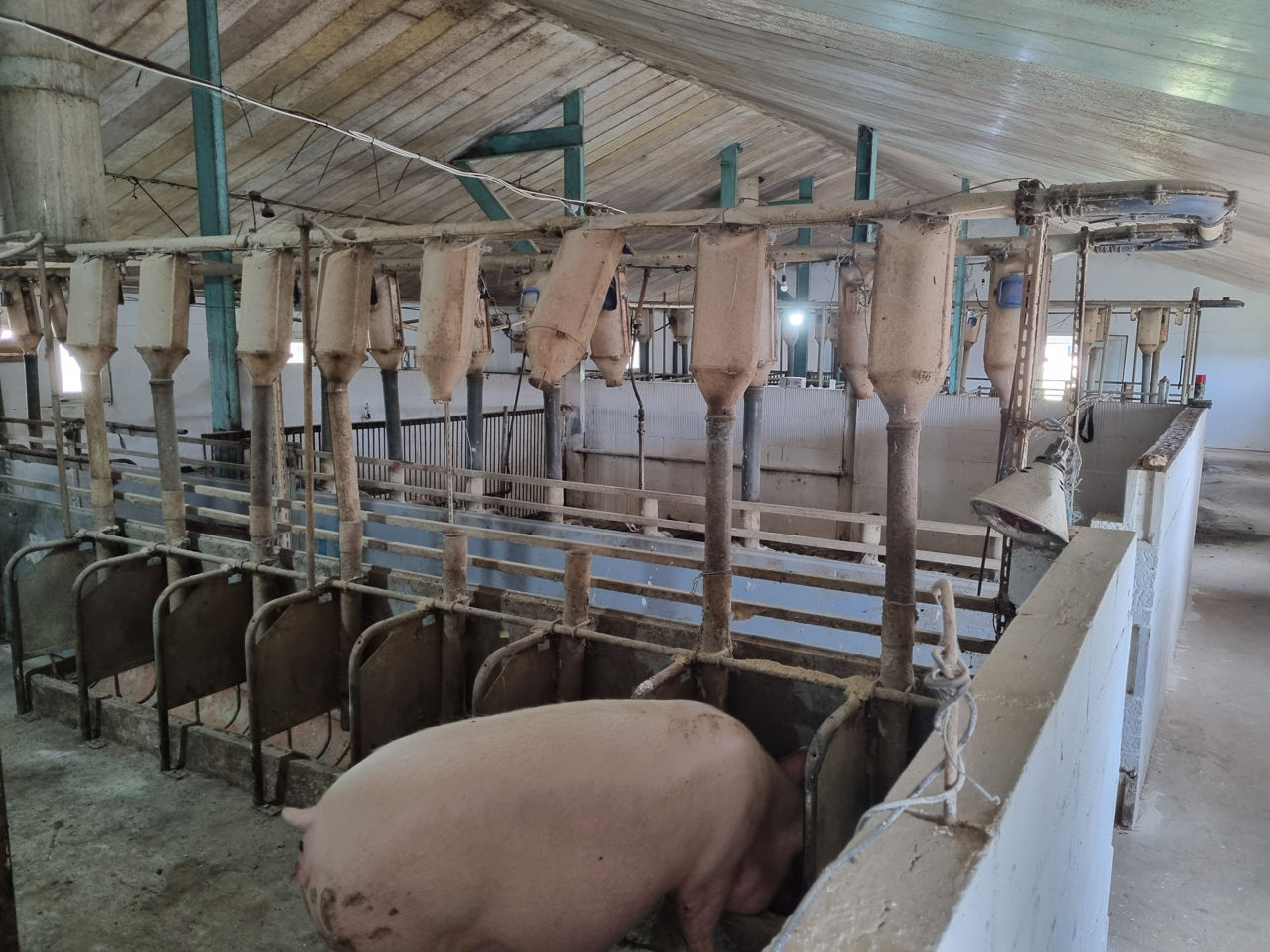 Ferma Porci activa, reproducere si incrucisare - Calarasi foto 7