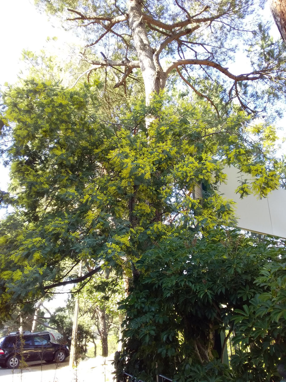 Mimoza foto 2