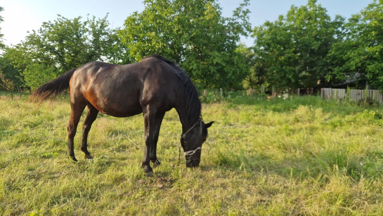Iapă de vânzare – harnică și experimentată în lucrări agricole, preț - 10500lei foto 0