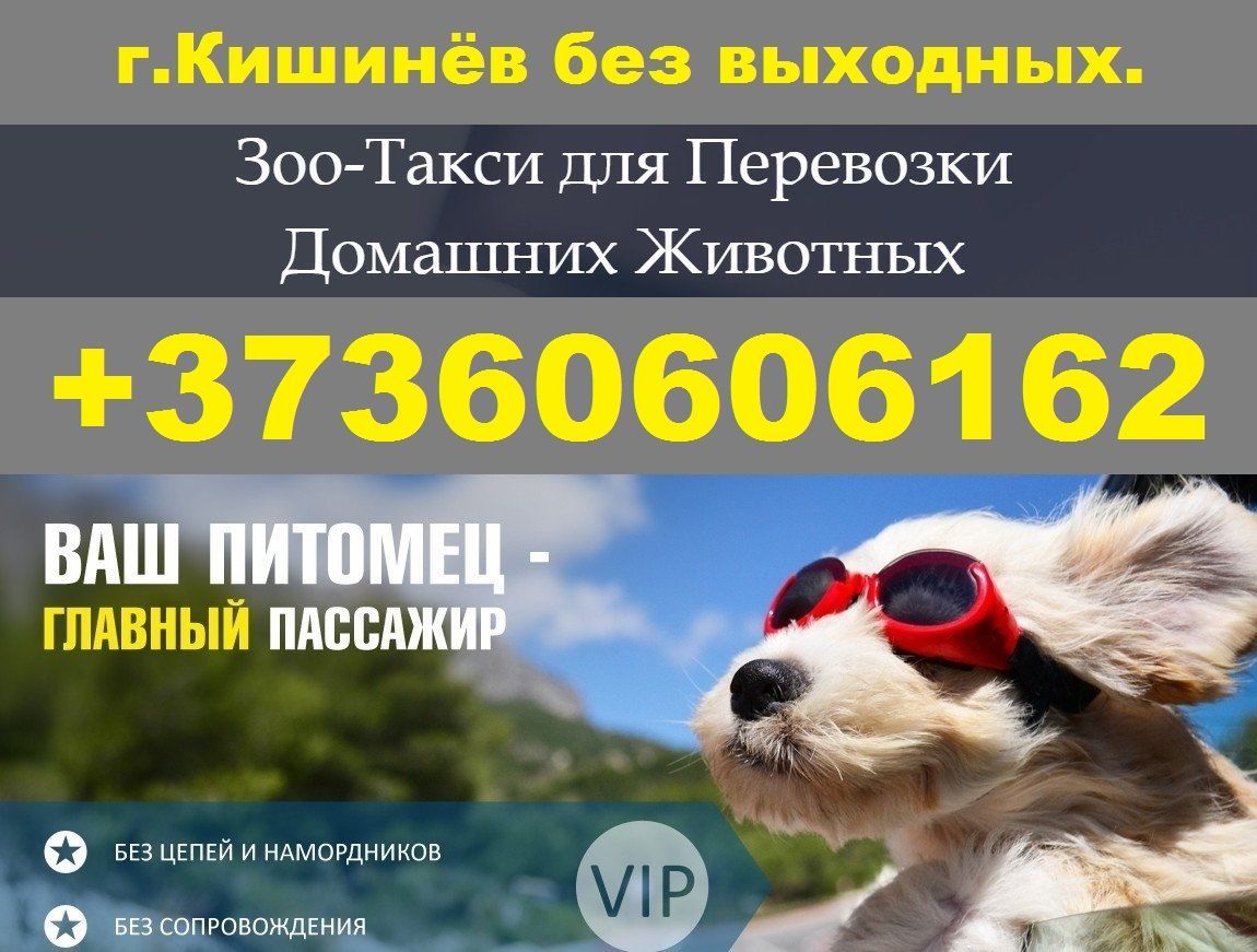 Зоо перевозки г.Кишинёв. Viber WhatsApp Telegram. foto 3