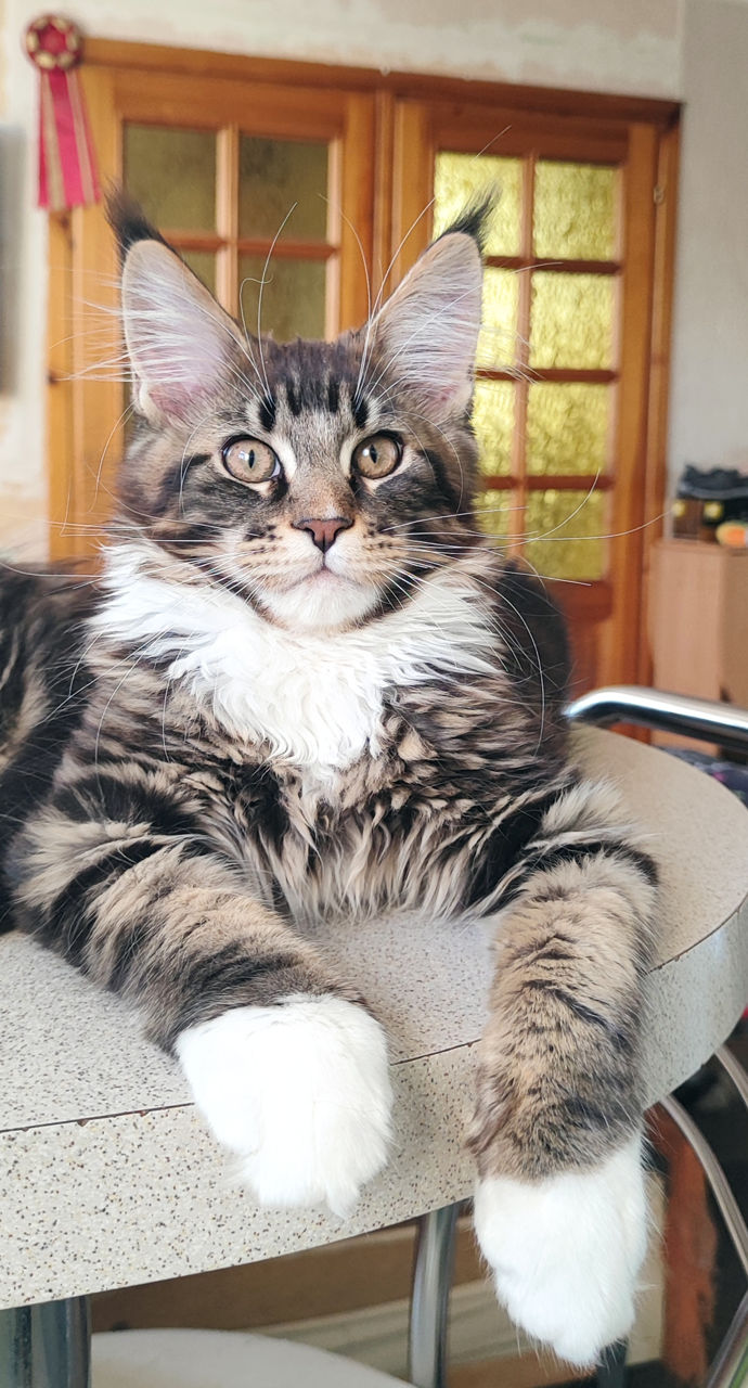 Котята породы Maine Coon! На сообщения не отвечаю! foto 2