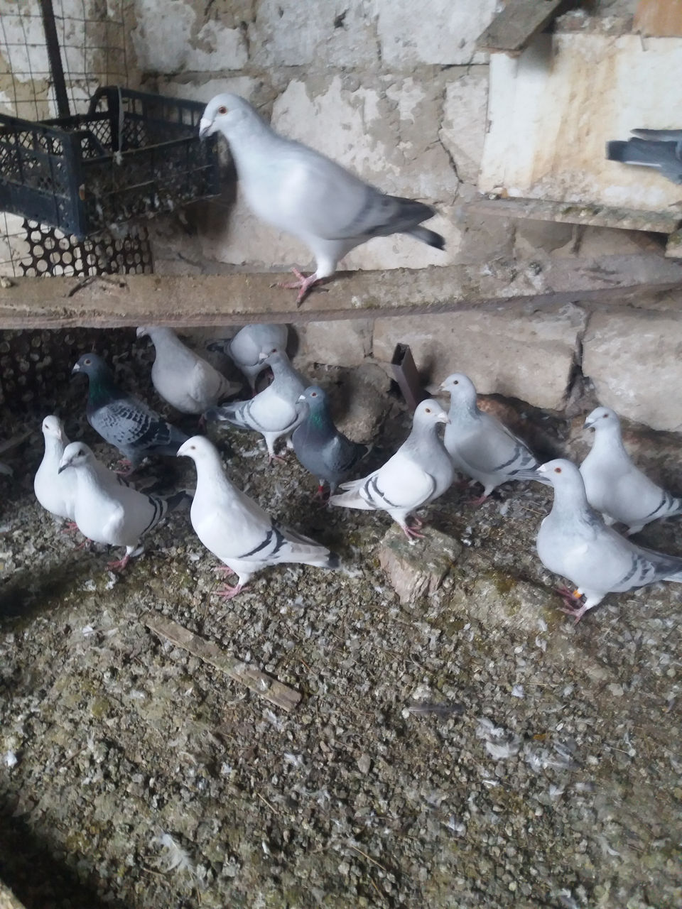Se vind hulubi poștaș foto 2
