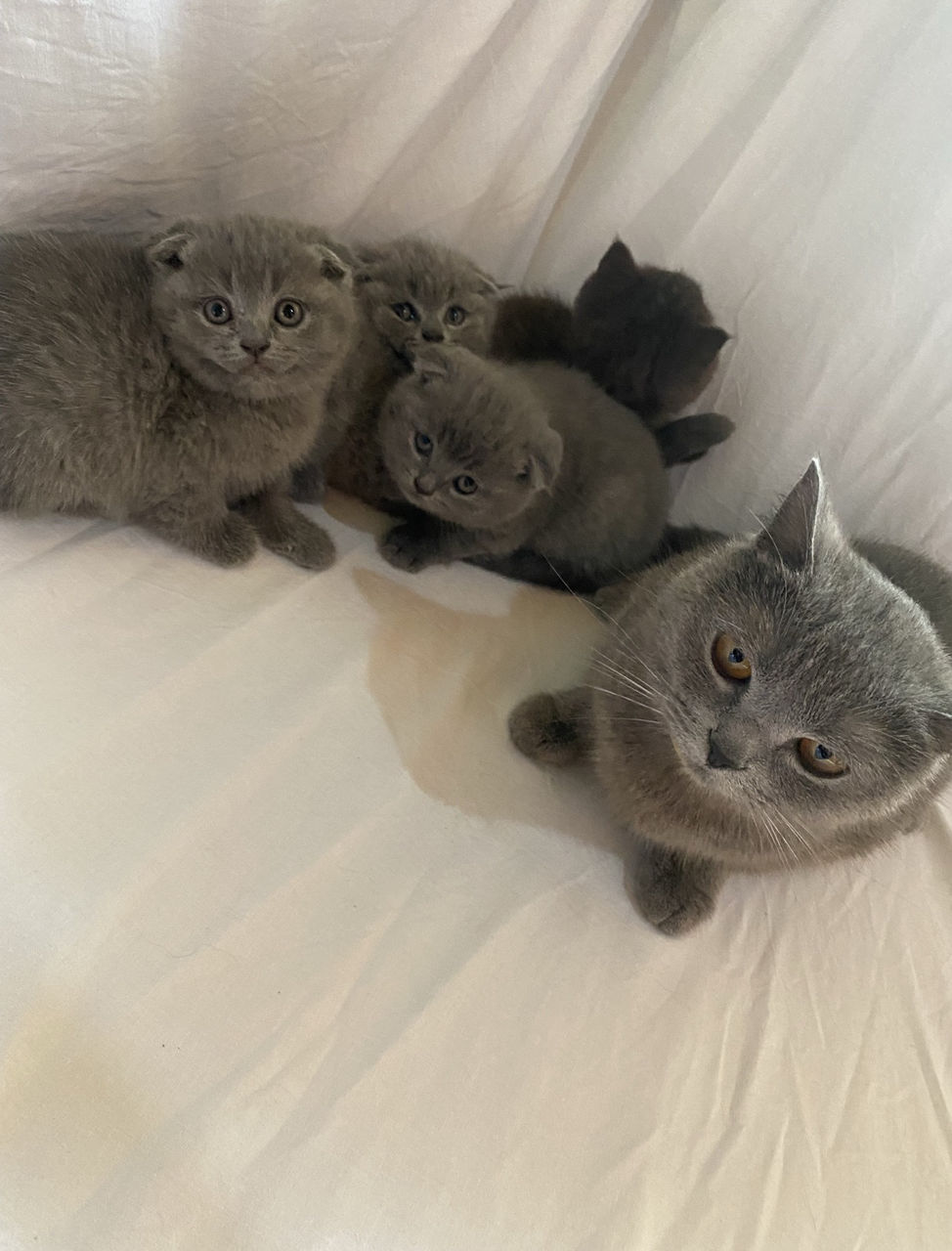 Рождение Вислоухих Котят Фото