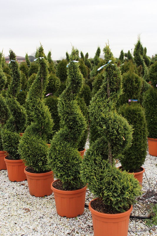 Лейландия купрессоципарис Лейланда кипарисовик cupressocyparis leylandii pon pon thuja фото 9