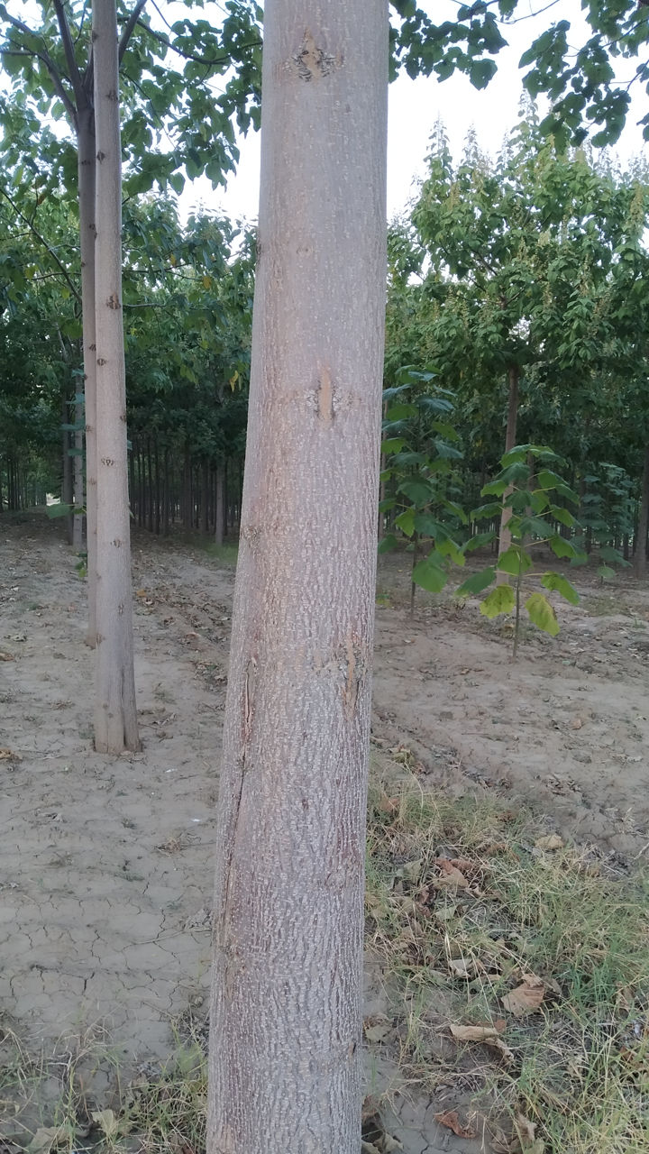 Paulownia фото 4