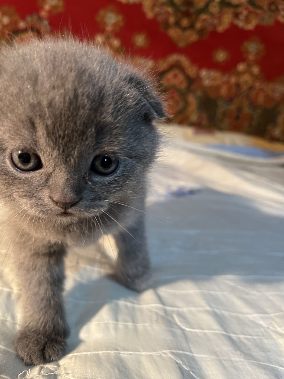 Рождение Вислоухих Котят Фото