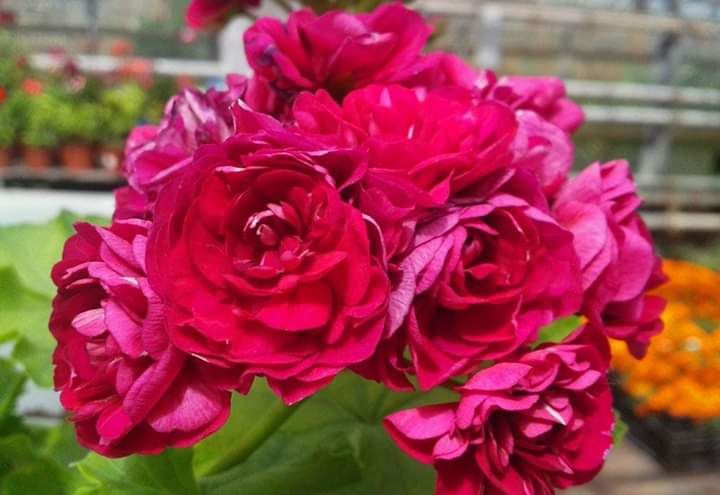 Monseruds rosen пеларгония фото