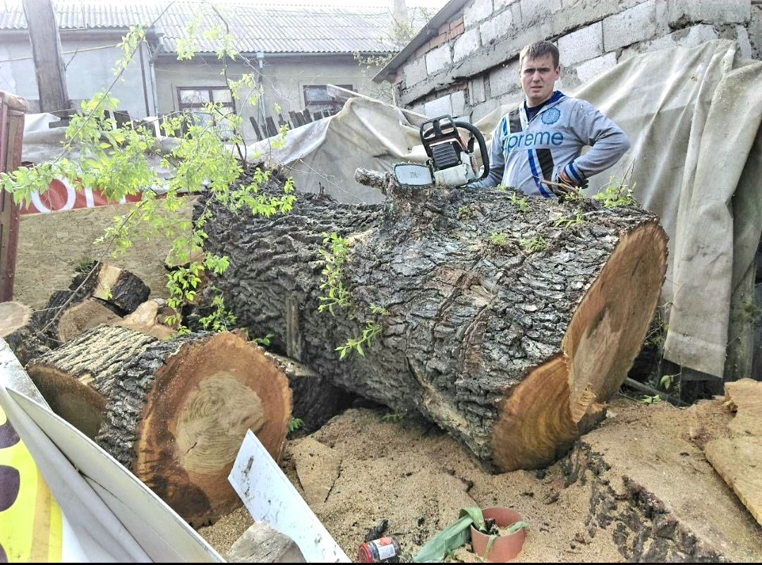 Пилим деревья Doborîm arbori periculoși foto 5